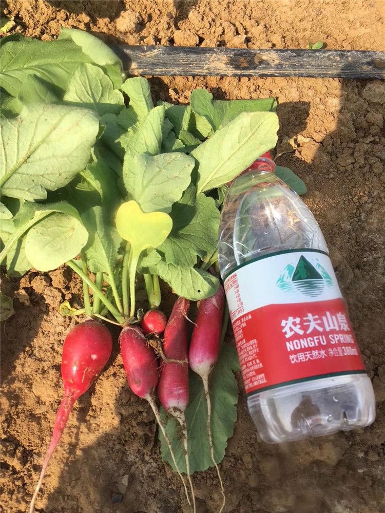 Suntoday plant at home garden easy management fruit eat directly red round cherry radish daikok seeds