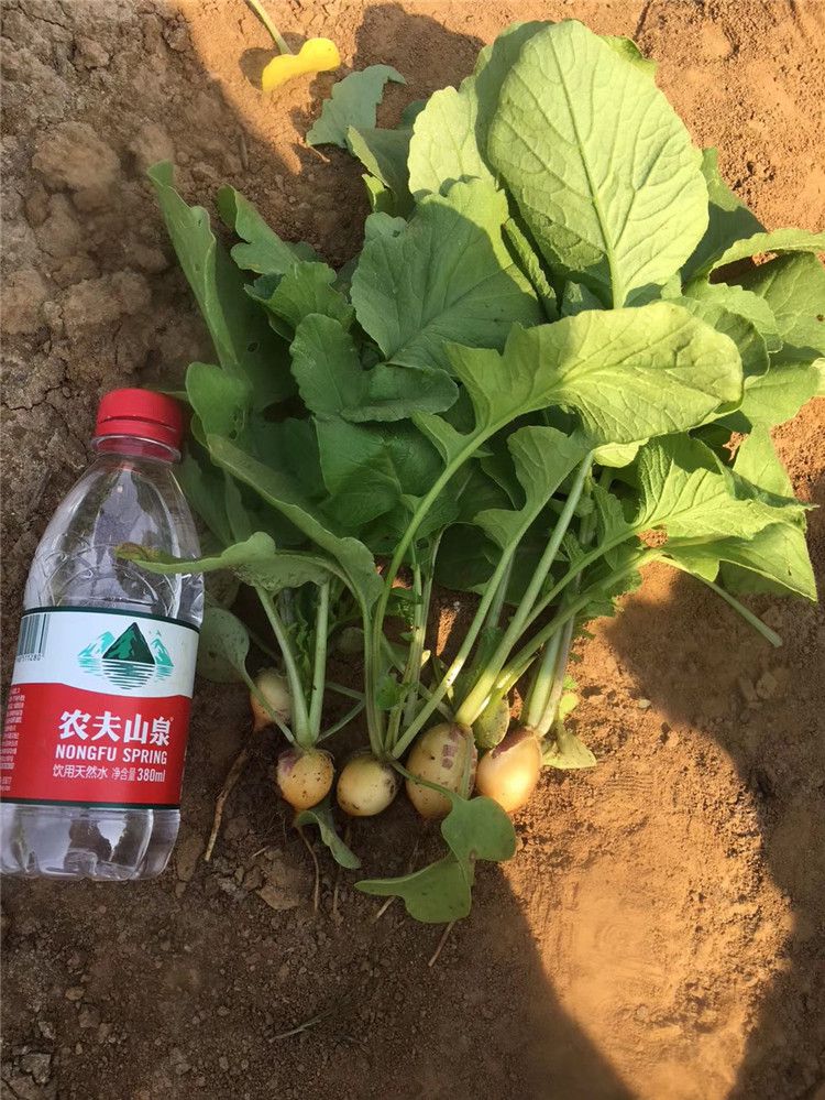 Suntoday plant at home garden easy management fruit eat directly red round cherry radish daikok seeds