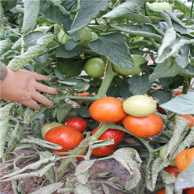 Suntoday syngenta determinatered best tomato seeds planter big f1 hybrid garden buy seeds breder greenhouse company online(22019)
