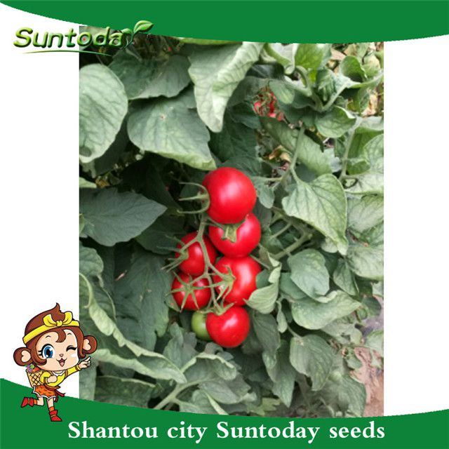 Suntoday syngenta indeterminatered best tomato seeds compnay water planter very big f1 hybrid garden buy seeds breder online(22022)