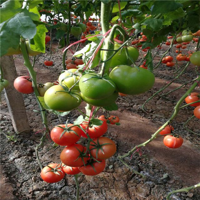 Suntoday Indeterminatered best tomato seeds planter big f1 hybrid garden buy seeds online(22018)