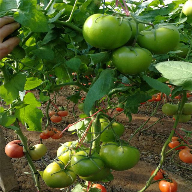 Suntoday Indeterminatered best tomato seeds planter big f1 hybrid garden buy seeds online(22018)