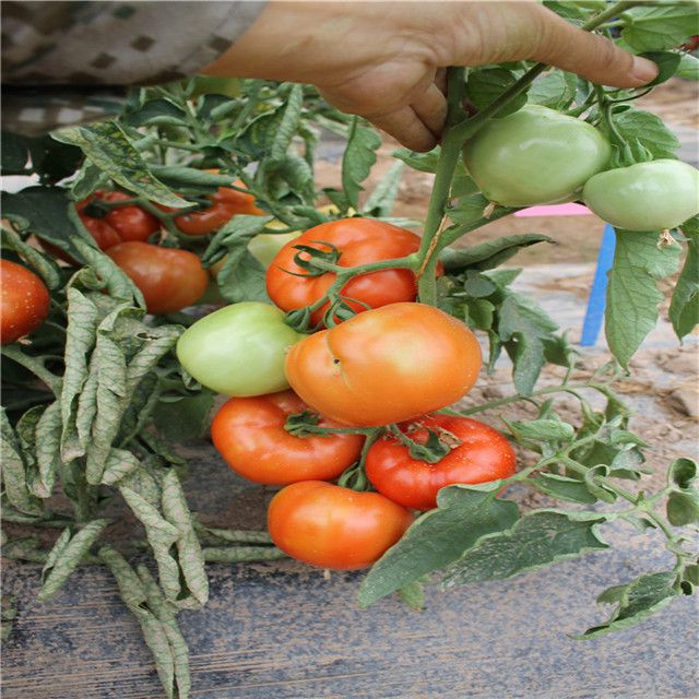 Suntoday syngenta determinatered best tomato seeds planter big f1 hybrid garden buy seeds breder greenhouse company online(22019)